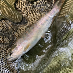 アマゴの釣果