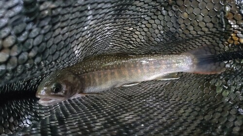 ニッコウイワナの釣果