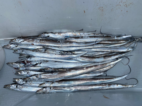 タチウオの釣果