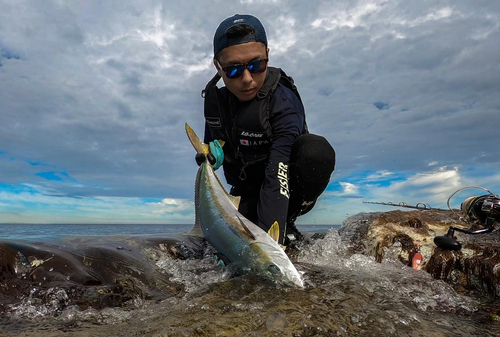 ヒラマサの釣果