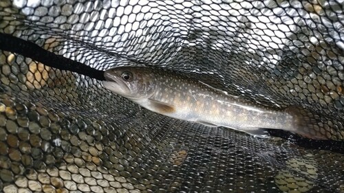 ニッコウイワナの釣果