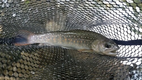 ニッコウイワナの釣果