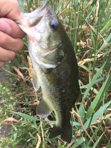 ラージマウスバスの釣果