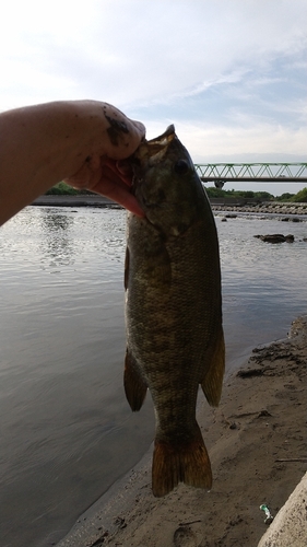 スモールマウスバスの釣果