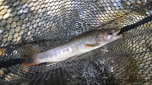 ニッコウイワナの釣果