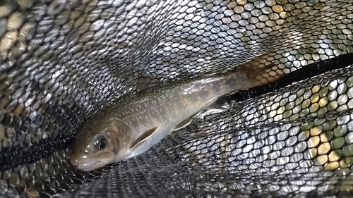 ニッコウイワナの釣果