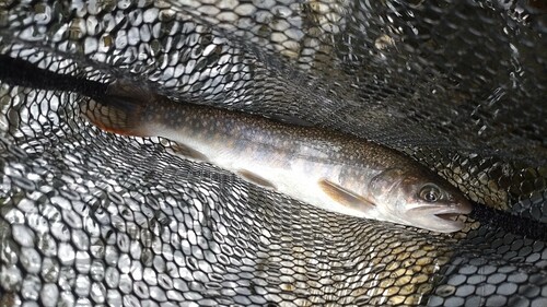 ニッコウイワナの釣果