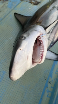 サメの釣果