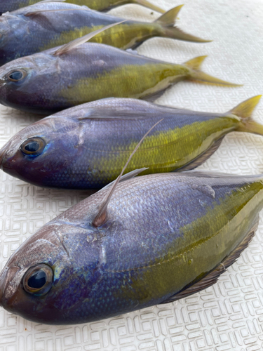 鹿児島県で釣れたホウセキキントキの釣り・釣果情報 - アングラーズ