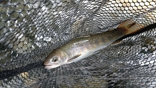 ニッコウイワナの釣果