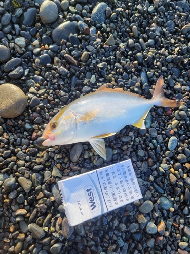 ショゴの釣果