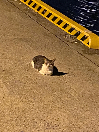 アナゴの釣果