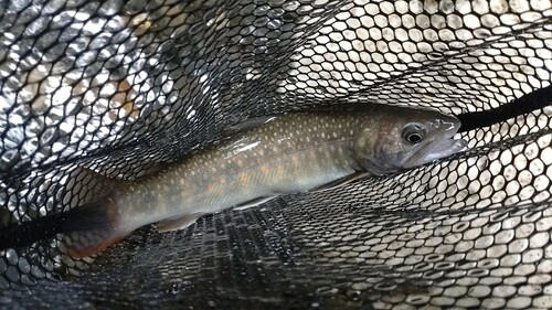 ニッコウイワナの釣果