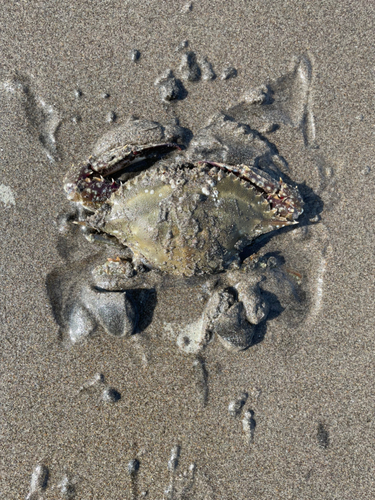 ワタリガニの釣果