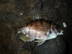 メイチダイの釣果