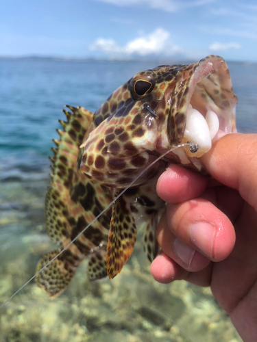 カンモンハタの釣果