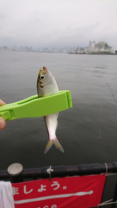 コノシロの釣果