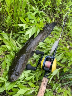 ライギョの釣果