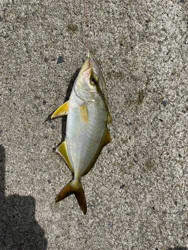 カンパチの釣果