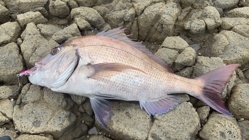 マダイの釣果