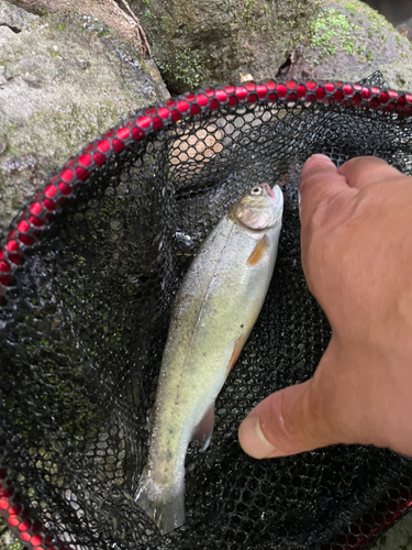 ニジマスの釣果