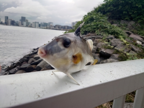 没っち さんの 2023年07月15日のギマの釣り・釣果情報(東京都 - 有明北緑道公園) - アングラーズ