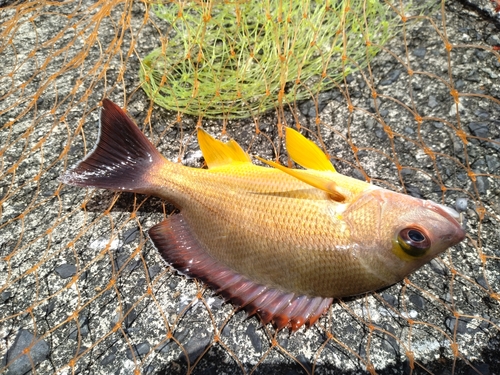 オキフエダイの釣果