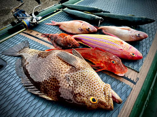 オオモンハタの釣果