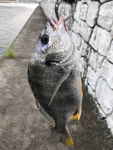 キビレの釣果