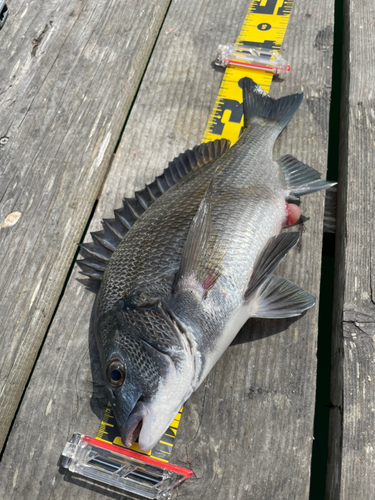 チヌの釣果