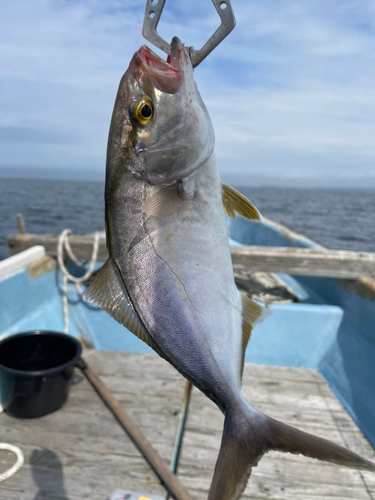 ショゴの釣果