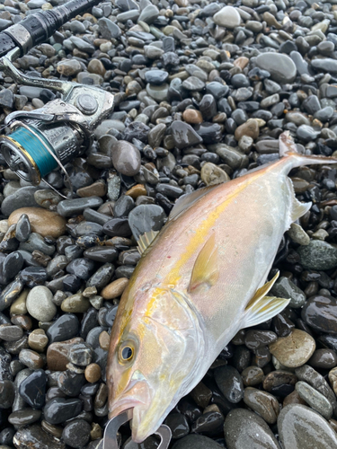 ショゴの釣果