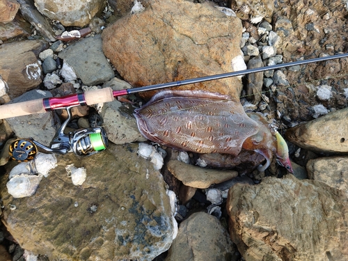 コウイカの釣果