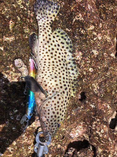 イシミーバイの釣果