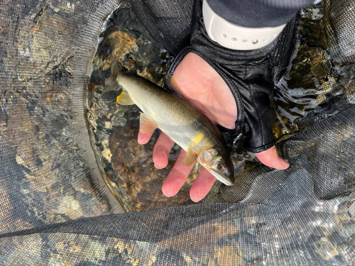 アユの釣果