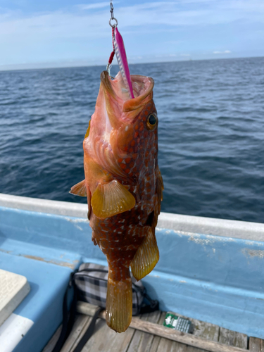 アコウの釣果