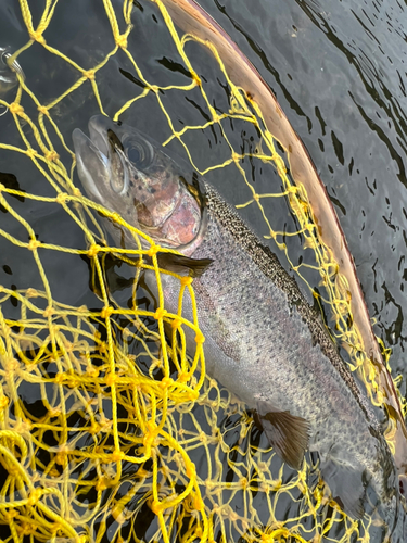 ニジマスの釣果