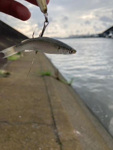 ボラの釣果