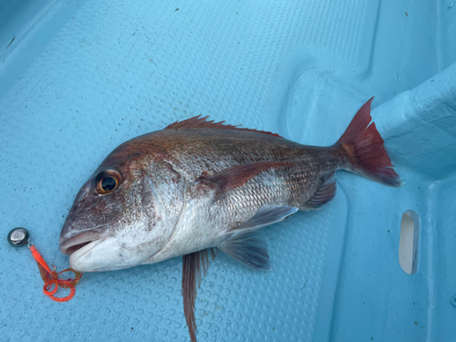 マダイの釣果