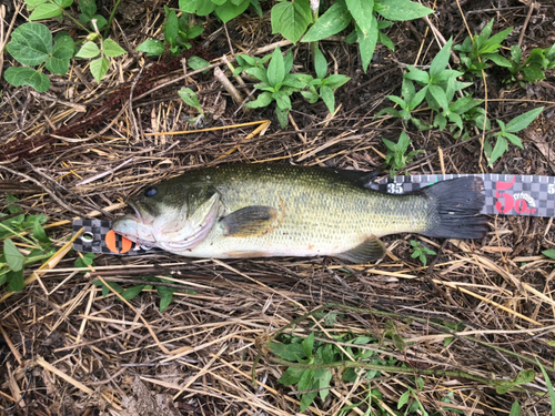 ブラックバスの釣果