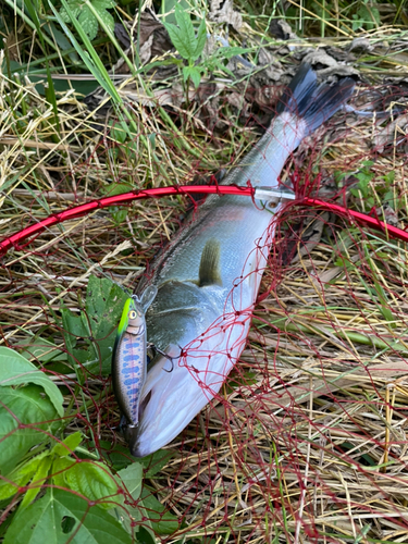 スズキの釣果