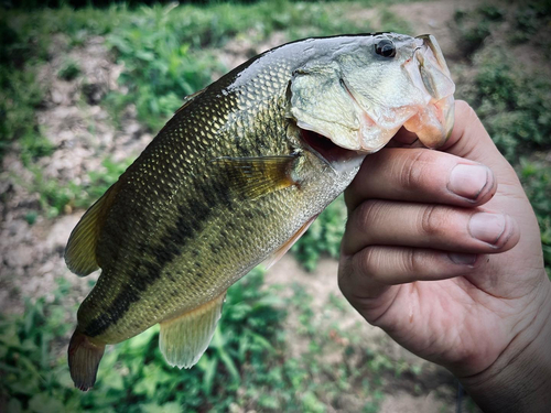 ラージマウスバスの釣果