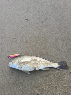 イシモチの釣果