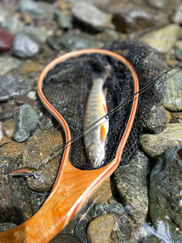 オショロコマの釣果