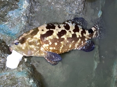 マダラハタの釣果