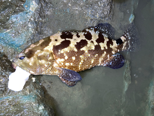 マダラハタの釣果