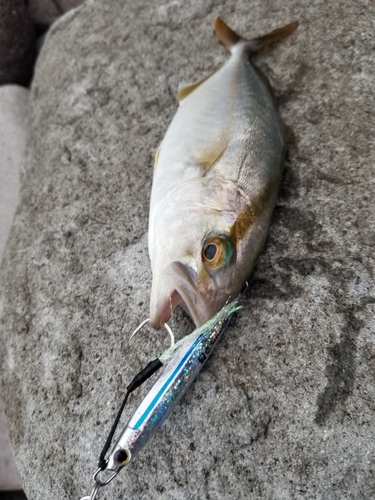 ショゴの釣果