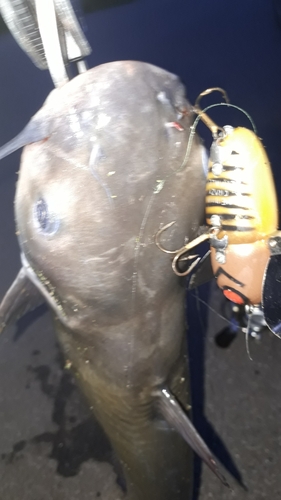 アメリカナマズの釣果