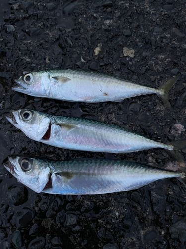 サバの釣果