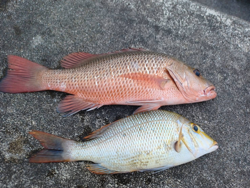 ゴマフエダイの釣果